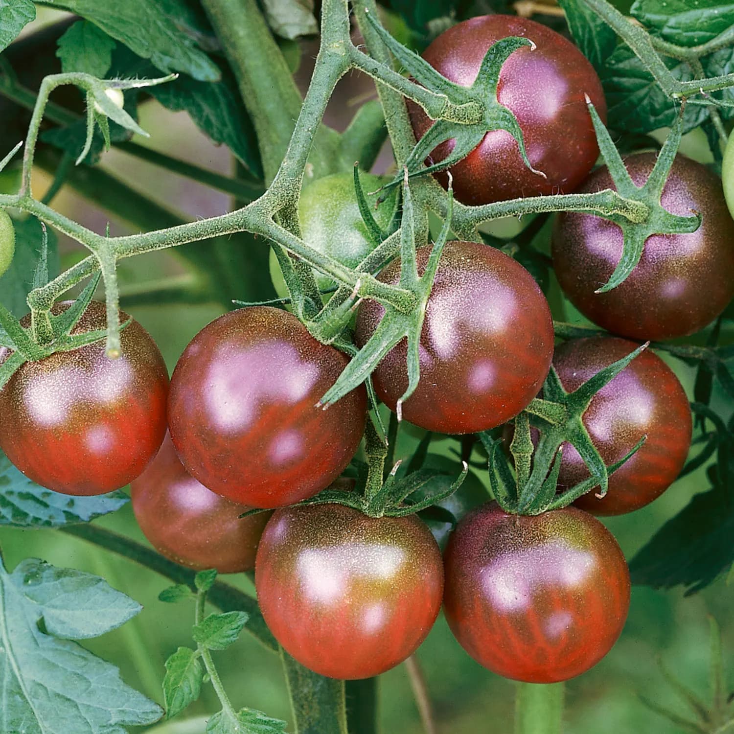 black cherry - 紫黑小番茄 - 传家宝品种 (heirloom) photo 1