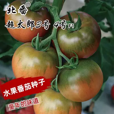 超太郎4号 - 红绿大番茄 - 杂交品种 photo 1