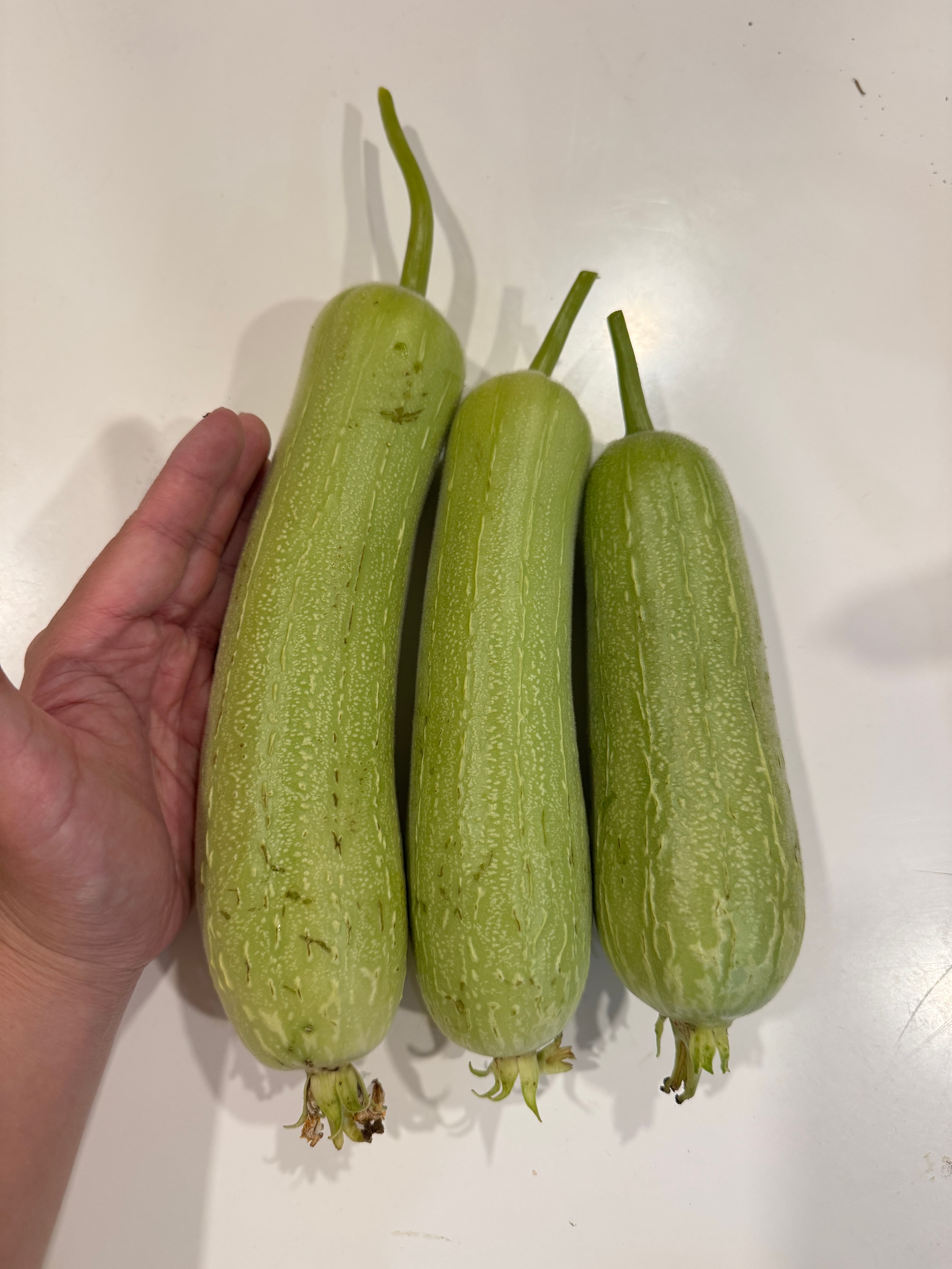 白丝瓜 photo 1